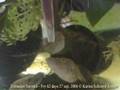 Arrowhead (Tetraodon Suvattii) fry eating