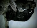 Molly´s bebisar film8