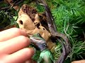 Chinese water dragon eating goldfish and crickets Chinese water dragon eating goldfish and crickets