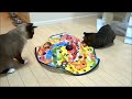 Cat Toy Review - Catch me if you can! 2 / 猫おもちゃレビュー:キャッチ・ミー・イフ・ユー・キャン2 キャッチ・ミー・イフ・ユー・キャン