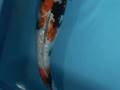 200054 - Izumiya Gin-Rin Showa £ 1277