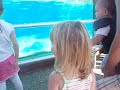Dolphin Encounter seaworld
