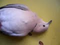 Victor is DEAD