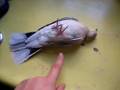 Funny Bird Plays Dead - animals, bird, dead, pets, playing, funny