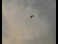RC Pitts S2A EP Extreme Aerobatics Attempt RC Pitts S2A EP Extreme Aerobatics Attempt