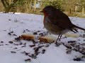 Rouge-gorge de Brissarthe