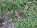 akamaru-hamster-dance.html