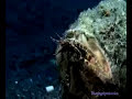 Humpback scorpionfish feeds on  Lionfish