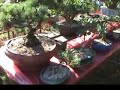 Potted plants display