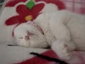 Scottish Fold??ZZZzzz???2? Scottish Fold??ZZZzzz???2?