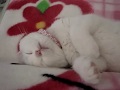 Scottish Fold 【ZZZzzz・・・2】
