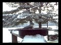 Tufted Titmouse