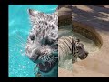 Diary of a White Tigress