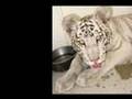 Diary of a White Tigress