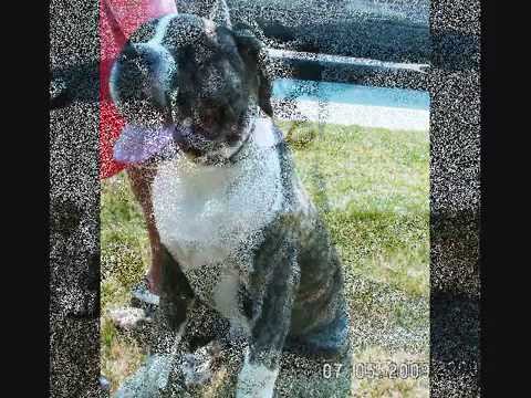 bandog