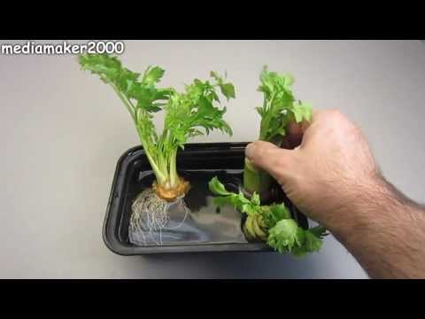 how to replant the root end of celery