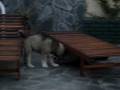 cachorros pastores del caucaso