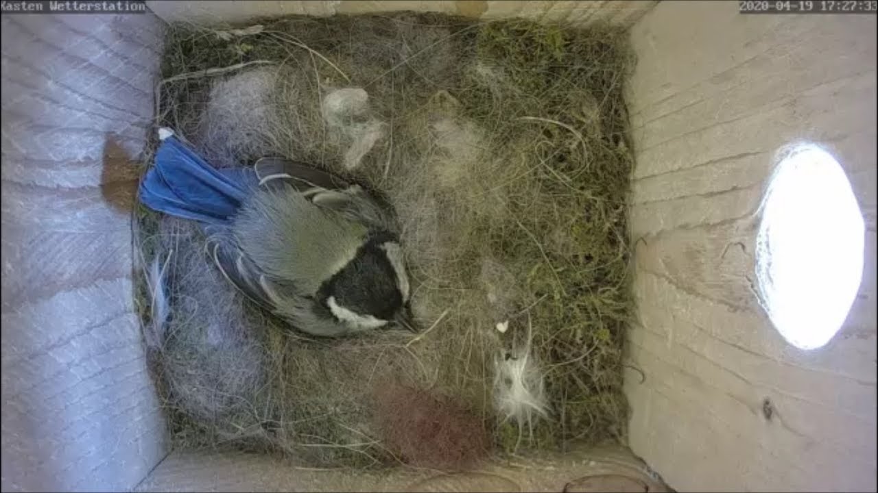 Zeitraffer: 72 Tage im Nest der Kohlmeise 2020