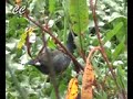 SERIE VIDA-AVES DE LA SABANA DE BOGOTÁ-2c