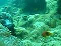 Anemonefish ハマクマノミ