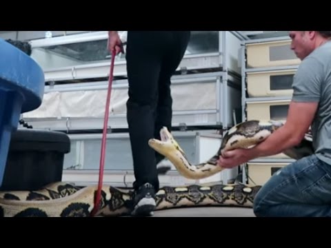 YouTube reptile video