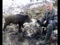 Divlji vepar-wild pig