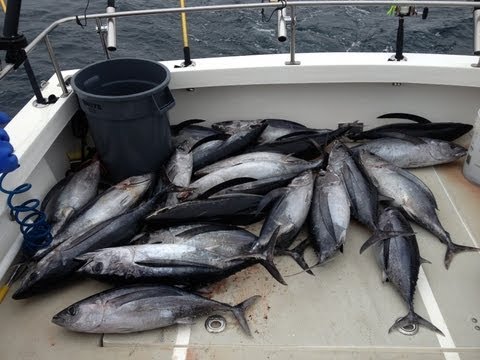 North Cal Sportfishing - Albacore Fishing Sept 12, 2013 on