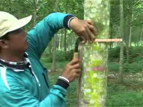 how to harvest rubber tree