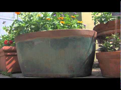 how to transplant bougainvillea from pot to ground
