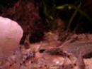 Corrydoras feeding time.