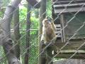videos de MACACO QUEBROU CELULAR NO PARQUE CHICO MENDES