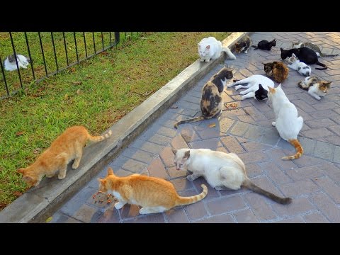 VIDEO: Feeding Cats in Lima