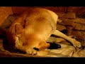 Naissance chien en direct - Live dog birth Naissance chien en direct - Live dog birth