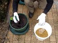 Planting Vegies in Pots