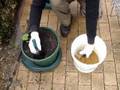 Planting Vegies in Pots