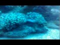 Video gravado em luz actinica, mostra um pouco dos corais expostos a venda na Aquarius Hobby.Av. Dr. Armando Sales de Oliveira, 730 Taquaral Campinas SP. fone + 55 19 3294-9055 falecom@aquariushobby.com.br 