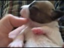 puppy has a licking problem.