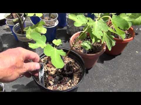 how to transplant bittersweet vine