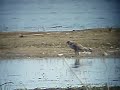 Peregrine (Falco peregrinus) Sokó? w?drowny Peregrine (Falco peregrinus) Sokó? w?drowny
