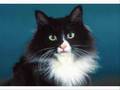Żuk