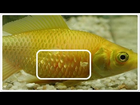 how to treat aquarium fish parasites