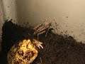 Pacman Frog Vs Giant Grasshopper Pacman Frog Vs Giant Grasshopper