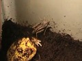 Pacman-Frog-Vs-Giant