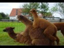 Alpaca Brothers - Gnarled Tree Live