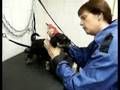 Dwergschnauzer puppie naar de kapper
