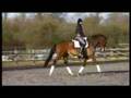 6 Year Old Gelding By Flemmingh