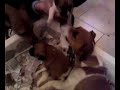 Pepito a 21 gg con papa\
