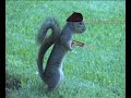 Spy Squirrel 2 Spy Squirrel 2