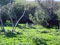 حمار, بغل, وحصان في الجنان المخيف