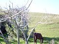 حمار, بغل, وحصان في الجنان المخيف